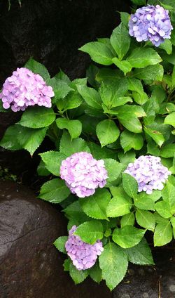 雨に濡れた紫陽花