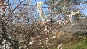 この花って何の花ですか？？？　