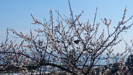 梅の花　キレイに咲いています