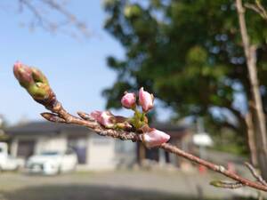 桜　もうすぐ咲きそうです