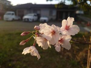 桜　咲いていました